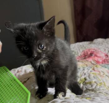 Rescue Tortoiseshell Cats for Adoption in Hi Vista, California - Muffin | PetCurious