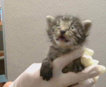 LEWIS -  Domestic Medium Hair Cat for Adoption in Sacramento, California - LEWIS | PetCurious