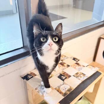 Lucielle -  Domestic Short Hair Cat for Adoption in Indianapolis, Indiana - Lucielle | PetCurious
