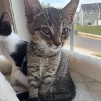 Juniper -  Domestic Short Hair Cat for Adoption in Lyndhurst, Virginia - Juniper | PetCurious
