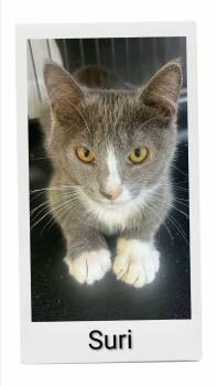Suri -  Domestic Short Hair Cat for Adoption in Caistor Centre, Ontario - Suri | PetCurious