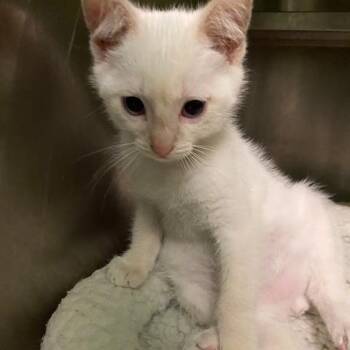 Hubbard -  Domestic Short Hair Cat for Adoption in Dayton, Ohio - Hubbard | PetCurious