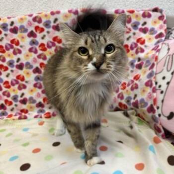Emilia -  Domestic Medium Hair Cat for Adoption in Hawthorne, California - Emilia | PetCurious