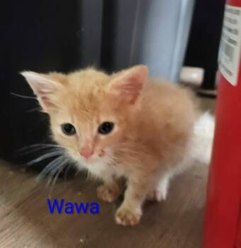 Wawa -  American Shorthair Cat for Adoption in Panama City, Florida - Wawa | PetCurious