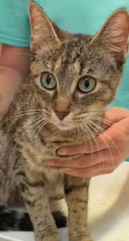 Mandy -  Domestic Short Hair Cat for Adoption in Elizabethton, Tennessee - Mandy | PetCurious