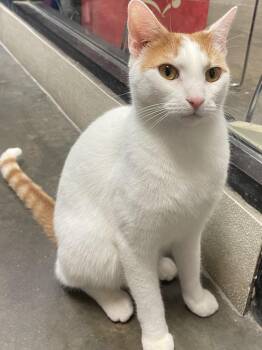 Patches -  Domestic Short Hair Cat for Adoption in Morganton, North Carolina - Patches | PetCurious