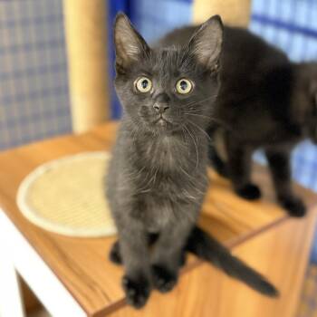 Pine -  Domestic Short Hair Cat for Adoption in Collierville, Tennessee - Pine | PetCurious