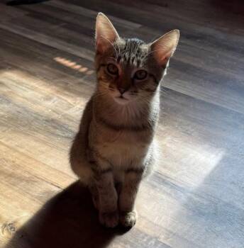 Rescue Domestic Short Hair and Tabby Cats for Adoption in Lemont, Illinois - Aiden | PetCurious