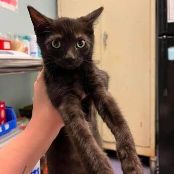 Cosmo -  Domestic Short Hair Cat for Adoption in Edwardsville, Illinois - Cosmo | PetCurious