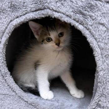 Tortellini (Grand St Kitten 2) -  Domestic Short Hair Cat for Adoption in Westport, Connecticut - Tortellini (Grand St Kitten 2) | PetCurious