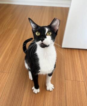 Oreo -  Domestic Short Hair Cat for Adoption in Jacksonville, Florida - Oreo | PetCurious