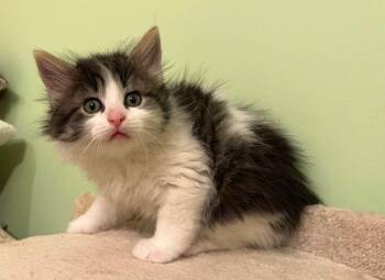 Domestic Long Hair and Domestic Short Hair Cats Available for Adoption in Dorr, Michigan - Linc | PetCurious