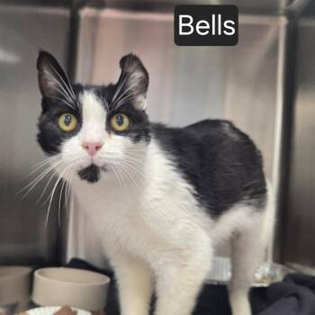 Bells -  Domestic Short Hair Cat Available for Adoption in Snow Hill, North Carolina - Bells | PetCurious