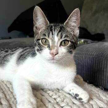 Rescue Domestic Short Hair Cats for Adoption in Wind Gap, Pennsylvania - Oak | PetCurious