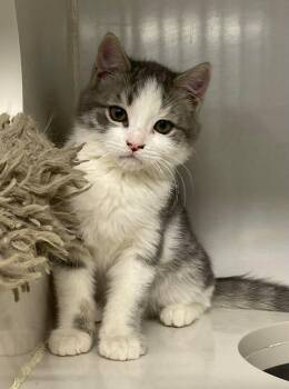 Domestic Short Hair Cats Available for Adoption - Dubois | PetCurious