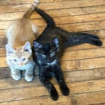 Yoda -  Domestic Short Hair Cat for Adoption in Chicago, Illinois - Yoda | PetCurious