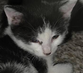 Rescue Tuxedo and Domestic Short Hair Cats for Adoption in North Highlands, California - Kai | PetCurious