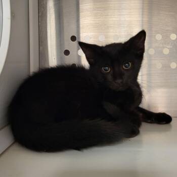 Snape -  Domestic Short Hair Cat for Adoption in Lake Panasoffkee, Florida - Snape | PetCurious