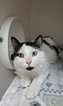 Felix #6 -  Domestic Medium Hair Cat for Adoption in Westfield, Wisconsin - Felix #6 | PetCurious