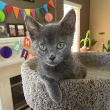 ROMEO -  Domestic Short Hair Cat for Adoption in Rancho Cucamonga, California - ROMEO | PetCurious