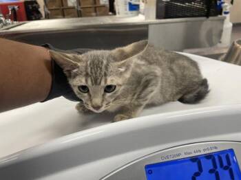 A1925544 -  Domestic Short Hair Cat for Adoption in Thousand Palms, California - A1925544 | PetCurious
