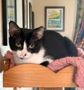 Mittens -  Domestic Short Hair Cat for Adoption in Austin, Texas - Mittens | PetCurious