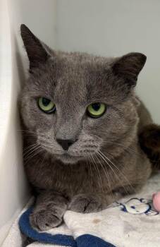Toast -  Domestic Short Hair Cat for Adoption in Delson, Quebec - Toast | PetCurious