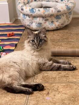 Siamese Cats Available for Adoption in Wilmington, North Carolina - Venus | PetCurious