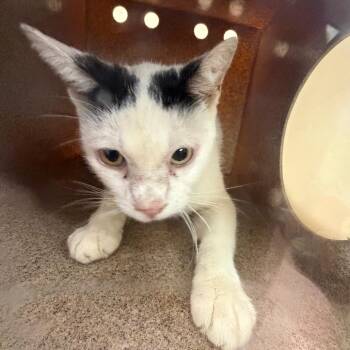 Mazer -  Domestic Short Hair Cat for Adoption in Birmingham, Alabama - Mazer | PetCurious