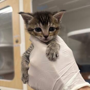 Fefe -  Domestic Short Hair Cat for Adoption in Phoenix, Arizona - Fefe | PetCurious