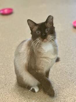 Rescue Siamese Cats for Adoption in Cape Coral, Florida - Nakoon | PetCurious