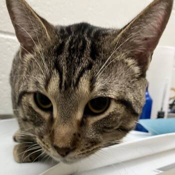 Domestic Short Hair Cats Available for Adoption - Donatello - Chow Hound Knapp