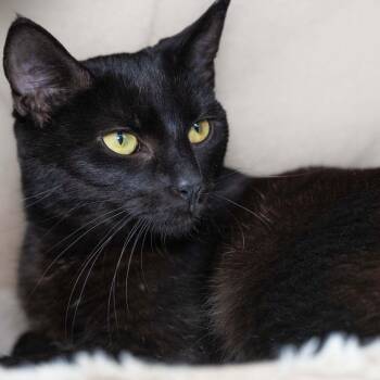 Domestic Short Hair Cats Available for Adoption - Lucinda | PetCurious