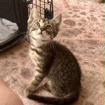 Goober -  Domestic Short Hair Cat for Adoption in Candler, North Carolina - Goober | PetCurious