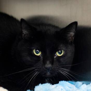 Elsa Mars -  Domestic Short Hair Cat for Adoption in Middletown, Rhode Island - Elsa Mars | PetCurious