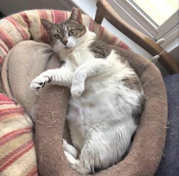 Domestic Short Hair Cats Available for Adoption - Vanessa | PetCurious