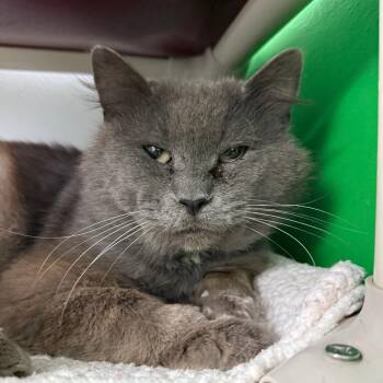 Tobias Houston -  Domestic Medium Hair Cat for Adoption in Denver, Colorado - Tobias Houston | PetCurious