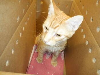 Rescue Domestic Short Hair Cats for Adoption in San Jose, California - A1383585 | PetCurious