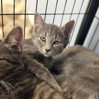 Waterlily -  Domestic Short Hair Cat for Adoption in Portage, Michigan - Waterlily | PetCurious