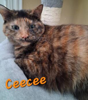 Ceecee -  Domestic Short Hair and Tortoiseshell Cat for Adoption in Longwood, Florida - Ceecee | PetCurious