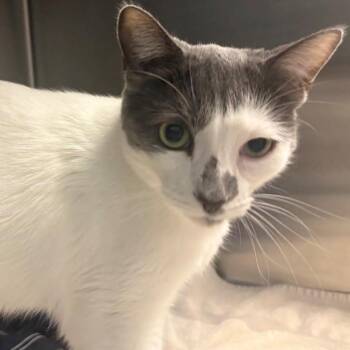 Maggie -  Domestic Short Hair Cat for Adoption in East Hanover, New Jersey - Maggie | PetCurious
