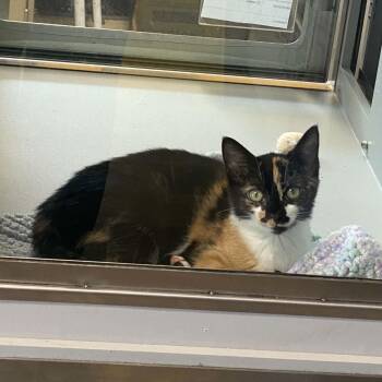 Ruth -  Domestic Short Hair Cat for Adoption in Nevada, Missouri - Ruth | PetCurious