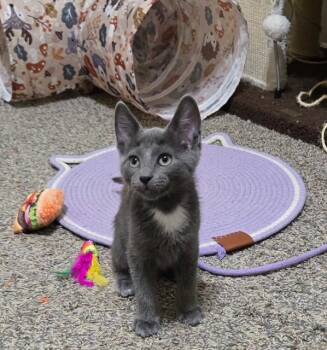 Cassian -  Domestic Short Hair Cat for Adoption in Mesa, Arizona - Cassian | PetCurious