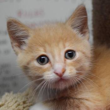 Cisco -  Domestic Short Hair Cat for Adoption in Bulverde, Texas - Cisco | PetCurious