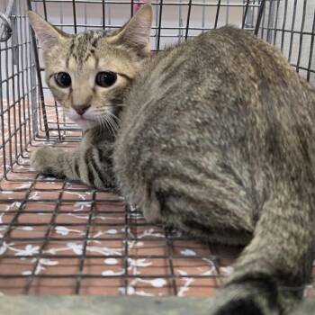 Patrick -  Domestic Short Hair Cat for Adoption in Des Moines, Iowa - Patrick | PetCurious