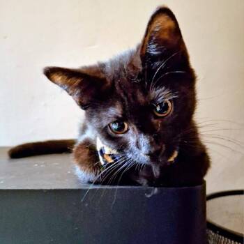 Driftwood -  Domestic Short Hair Cat for Adoption in Philadelphia, Pennsylvania - Driftwood | PetCurious