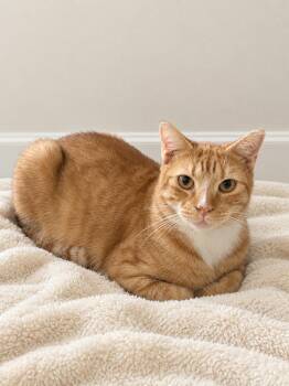 Rudy -  Domestic Short Hair and Tabby Cat for Adoption in Greensboro, North Carolina - Rudy | PetCurious