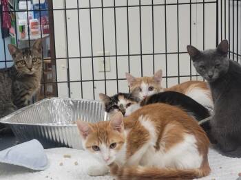 Rescue Domestic Short Hair Cats for Adoption in Rome, Georgia - Ethanol | PetCurious