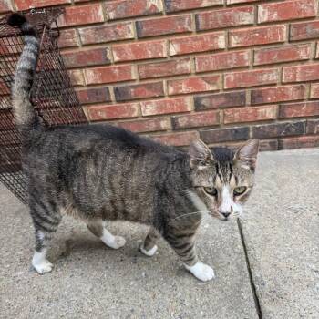 David 1428 -  Domestic Short Hair Cat for Adoption in Columbus, Georgia - David 1428 | PetCurious