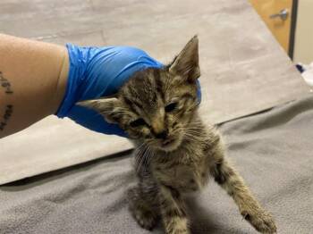 FISHY -  Domestic Short Hair Cat for Adoption in Modesto, California - FISHY | PetCurious
